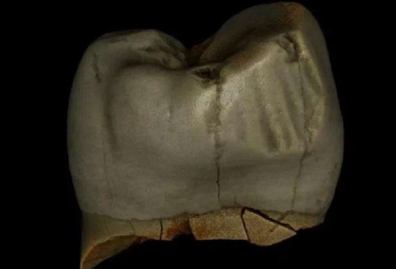 Науковці розповіли, як неандертальці чистили зуби